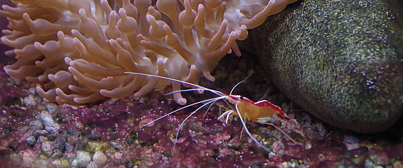 Verso una una fase, ma non da gamberi